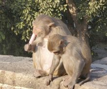 India Again: Molested by Monkeys