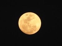 (Honey)moon Over Munnar
