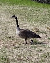 Canada Geese aka the Ivermectin Insurrection