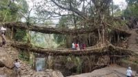 Root Bridges