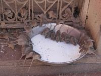 Camels and Rats, Oh My