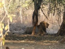 Wondering Where the Lions Are? Sasan Gir!